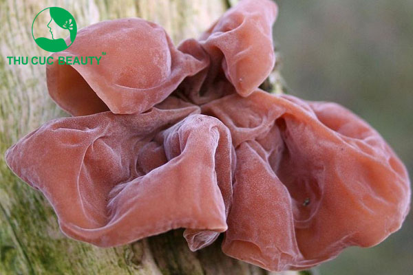 Xăm môi có được ăn mộc nhĩ không?