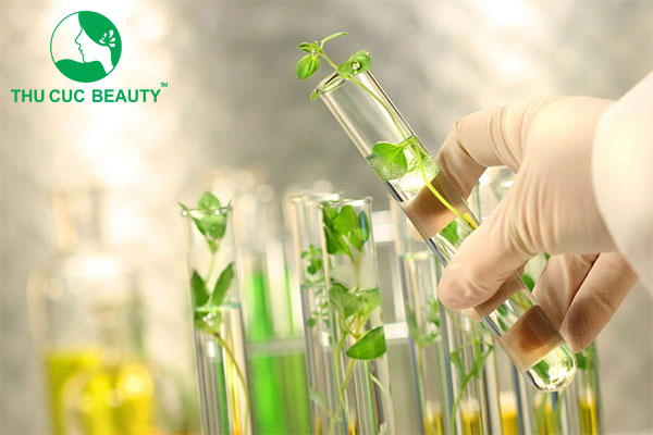 Cấy noãn thực vật tăng vòng 1